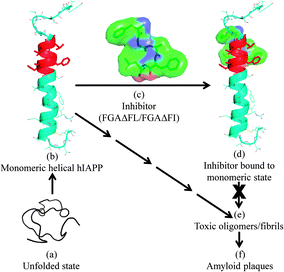 A proposed model for the inhibition of hIAPP fibrillization by FGAΔFL/FGAΔFI. (a) Unfolded state of hIAPP; (b) monomeric helical form of hIAPP (2KB8); (c) 3D structure of the inhibitor FGAΔFL, stick and surface representations; (d) inhibitor computationally docked with hIAPP; complex structure. The binding of inhibitors to hIAPP is expected to discourage the formation of toxic oligomers/fibrils (e), which in the final stage of aggregation result in amyloid plaques (f).