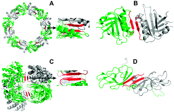 Protein homo-oligomers (pdb crystal structures for A–C, pdb solution structure for D, red: interface contacts according to the software PISA). (A) Peroxiredoxin III homo-dodecamer (1ZYE) (with zoom into the homodimer interface); (B) β-lactoglobulin homodimer (2Q39); (C) diaminopimelate decarboxylase homo-tetramer (2O0T) (with zoom into the tetramer interface); (D) umud' homodimer (1I4V).