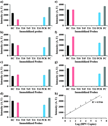 (a)–(g) Graphs representing the respective fluorescence intensities after the hybridization of immobilized probes with 101–107 copies of the Cy5 labeled PCR product of HPV16, respectively; (h) standard curve of fluorescence intensity corresponding to the number of copies of HPV DNA.