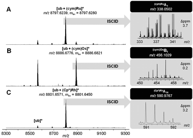 Ultra-high resolution ESI-TOF mass spectra of 2 : 1 reaction mixtures containing 1a (A), 1b (B) or 1c (C) and after 24 h (left). ISCID top-down signals of the respective mono-adduct revealed Met1 as the primary metallation site (right).