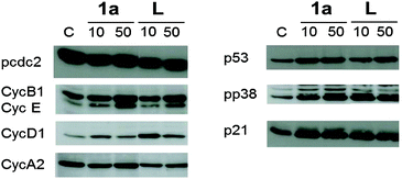 Western blot analysis of HCT-116 cells incubated with 1a and lapachol (L) for 24 h.