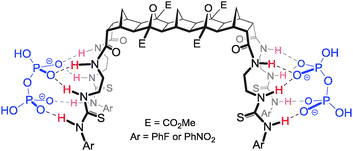 Proposed binding arrangement of host 41 (also representative of 40) with two equivalents of H2ppi2−.