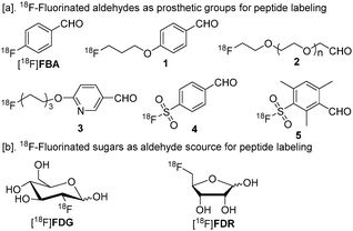 
          18F-Labeled prosthetic groups for oxime formation.18F-Fluorinated sugars are presented in their cyclic forms.1b,2