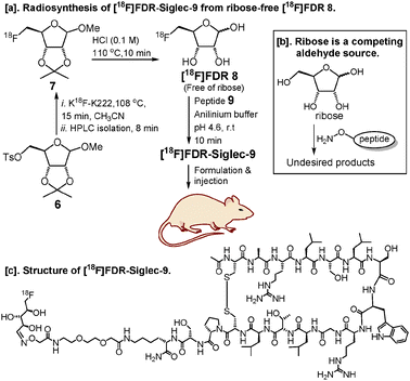 Synthesis and preclinical utilization of [18F]FDR-Siglec-9.