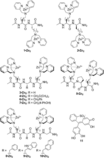 Structures of receptors 1–10·Zn22 and indicator 11.
