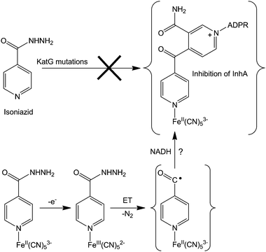 Possible mechanism for overcoming isoniazid resistance using an FeII complex. Based on ref. 316.