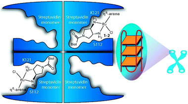Presenter protein strategy for targeting telomeric DNA with Ru metallodrugs. The Ru drug embedded into tetrameric streptavidin in a 2 : 1 molar ratio forms a supramolecular complex that may allow extensive interactions with DNA (here depicted as G-quadruplex telomeric DNA; G4A). Reprinted from ref. 172 with permission. Copyright (2010) John Wiley & Sons.