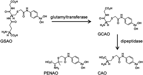 Metabolism of GSAO and molecular structure of PENAO. Adapted from ref. 218.