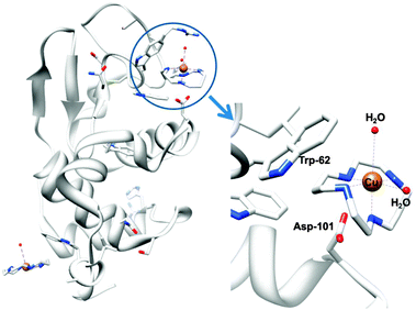 X-ray crystal structure of a CuII–cyclam adduct of lysozyme (PDB ID 1YIK). A different viewing point is adopted in the enlargement on the right side, for clarity. Adapted from ref. 312.
