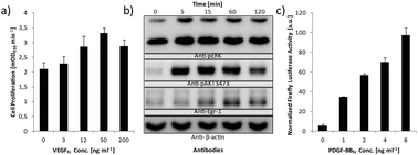 Validation of growth factor bioactivity. (a) Bioactivity of cageable VEGFFc. HUVECs were incubated for 96 h in the presence of the indicated VEGFFc concentrations prior to quantification of proliferation using the WST-1 assay. Data indicate the mean and the standard deviation of triplicate experiments. (b) Bioactivity of cageable IGF1Fc. MEFs were stimulated with 50 ng ml−1 IGF1Fc for the indicated time periods and the target proteins were detected via western blotting using the indicated antibodies. Anti-pERK; dual phosphorylated extracellular signal regulated kinase, anti-pAKT S473; phospho-Akt (Ser473), anti-Egr-1; early growth response protein 1. (c) Bioactivity of cageable PDGF-BBFc. HEK-293T cells were co-transfected with the plasmids for the PDGF signaling pathway coupled to a firefly luciferase output promoter (PDGF-BB receptor, pPDGFR-BB; GAL4-Elk1 fusion protein, pFA2-Elk1; GAL4-responsive firefly luciferase reporter, pFR-Luc). As an internal control, the constitutive renilla luciferase expression vector (pGL4.75) was included in the transfection mix. The cells were incubated for 48 h in the presence of the indicated PDGF-BBFc concentrations prior to quantification of luciferase activity. The PDGF-responsive firefly luciferase activity was normalized to the renilla luciferase activity. Data indicate the mean and the standard deviation of triplicate experiments.