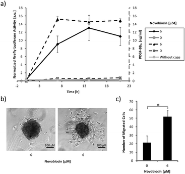 Inducible uncaging of PDGF-BBFc for stimulating MSC mobilization. (a) Uncaging of PDGF-BBFc in cell culture for controlled cell stimulation. Caged PDGF-BBFc (16 mg cage per ml) was incubated together with HEK-293T cells transfected with the luciferase-based PDGF reporter system (see Fig. 2c) and cultivated in the presence (6 μM) or absence of novobiocin for the indicated time periods prior to quantifying the luciferase activity and the concentration of uncaged PDGF-BBFc. Data indicate the mean and the standard deviation of triplicate experiments. The solid and dashed lines represent the normalized luciferase activity and the PDGF-BBFc concentration, respectively. (b) Mobilization of MSCs by inducible growth factor uncaging. Microtissues assembled from MSCs (750 cells) were incorporated into a metalloprotease-sensitive polyethylene glycol-based hydrogel (gel volume: 20 μl) together with caged PDGF-BBFc (40 mg cage). The hydrogels were incubated in cell culture medium in the presence (6 μM) or absence of novobiocin for 16 h. Cell migration was monitored by time-lapse microscopy (see ESI). Light microscope images of representative spheroids after 16 h of incubation are shown. (c) Quantification of MSC mobilization. The cells (Fig. 3b) were fixed and stained with DAPI and the total number of migrated cells was determined. The data represent the mean and SEM of three experiments, the asterisk indicates a statistically significant difference to the control with p < 0.05.