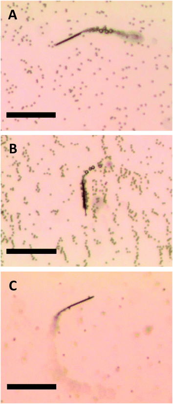 Movement of (A) non-magnetized and (B) magnetized microjet engines in a paramagnetic beads suspension. (C) On-the-fly pick-up of paramagnetic beads by magnetized microjets. Scale bar of 50 μm. Conditions: 6% H2O2, 1% SDS, beads concentration approximates to 3 × 105 μL−1.