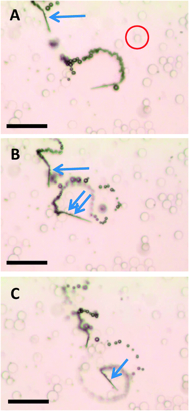 Magnetized microjets are capable of selective pick-up of paramagnetic beads (see arrow, dark spots: dynabeads of diameter of 2.7 μm) while diamagnetic beads (see example inside the red circle, SiO2 microparticles with a maximum diameter of 20 μm). A, B and C represent time 0, 2 and 4 s of time frame. Scale bar of 50 μm. Conditions: 6% H2O2, 1% SDS, beads concentration approximates to 3 × 104 μL−1 for the silica beads and 1 × 104 μL−1 dynabeads.