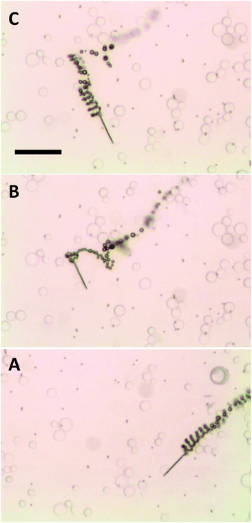 Non-magnetized microjets are not capable of pick-up of paramagnetic beads (dark spots) from their mixture with silica beads (transparent beads), moving through their mixture and ignoring them all. A, B and C represent time 0, 3 and 5 s of time frame. Scale bar of 50 μm. Conditions: 6% H2O2, 1% SDS, beads concentration approximates to 3 × 104 μL−1 for the silica beads and 1 × 104 μL−1 dynabeads.