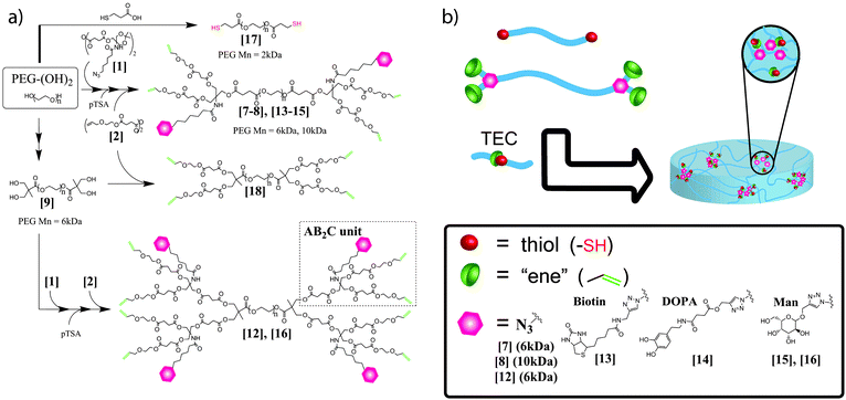 (a) Introducing dual crosslinkable and bioactive functionalities to PEGs and (b) hydrogel fabrication.