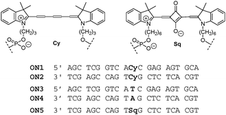Cyanine- and squaraine-modified oligomers and reference oligonucleotides (ON1–ON5).