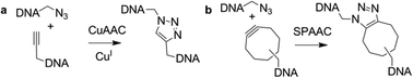 CuAAC and SPAAC click reactions for DNA ligation.