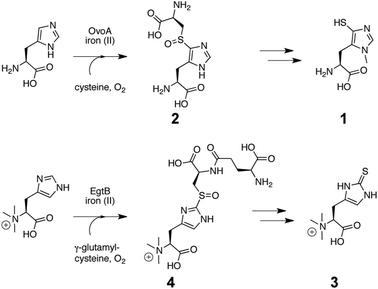 Biosynthesis of Ovothiol (1) in Erwinia tasmaniensis via 5-l-histidyl-l-cysteine sulfoxide intermediate (2).13 Bottom: biosynthesis of ergothioneine (1) in Mycobacterium smegmatis via a 2-N,N,N-α-trimethyl-l-histididyl-γ-l-glutamyl-l-cysteine sulfoxide intermediate (4).14 OvoA and EgtB are the first known sulfoxide synthases.