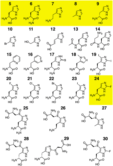 
          l-Histidine (5) and histidine analogs (6–24) tested for OvoA catalyzed turnover. Yellow: OvoA substrates. Sulfoxides 25–30 are ESI-MS identified OvoA products (Table S1, ESI).