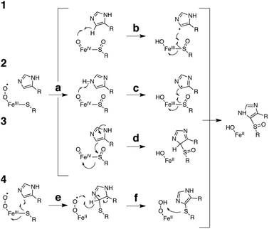 Proposed catalytic mechanism for OvoA catalyzed oxidative sulphur insertion into the imidazole C5–H bond of l-histidine. The current data are most consistent with mechanism 4.