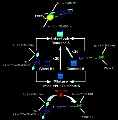Schematic illustration of the photophysical properties of wheel H1, dumbbell 5 and [2]rotaxane 3.