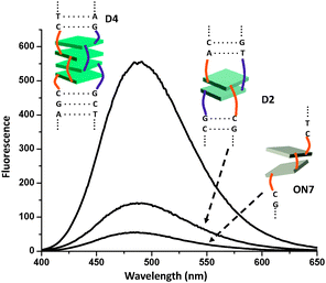 Fluorescence spectra of single strand ON7 and hybrids D2 and D4; conditions as in Fig 2.