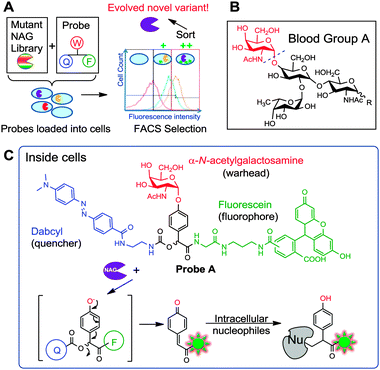 (A) Overall strategy of evolving enzymes using a smart qABP and FACS. The mutant library is sorted and subjected to FACS. (B) Structure of glycolipids on the surface of Type A red blood cells, which upon cleavage by NAG at the position indicated with a dotted line would produce Type O RBCs. (C) Structure of Probe A and mechanism of action. W: warhead; F: fluorophore; Q: quencher.