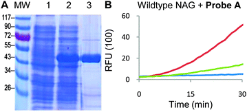 (A) Purified NAG derived from Elizabethkingia miricola. Lanes – MW: molecular weight marker (sizes in kD); (1) uninduced lysates; (2) induced lysates; (3) purified NAG protein (expected MW 46 kD). (B) Concentration-dependent activity of WT NAG against 20 μM Probe Ain vitro. Red curve − 20 nM NAG; green curve − 2 nM NAG; blue curve – blank, with probe only. Readouts obtained at λ490 nm/520 nm.