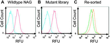 FACS sorting results. (A) Wildtype NAG expressing cells sorted with and without Probe A (red and blue histograms respectively). (B) Mutant library sorted with and without probe (red and blue histograms respectively). (C) The bottom 0.5% and the top 0.2% library populations were re-grown and sorted, generating the distinct green and orange histograms respectively.