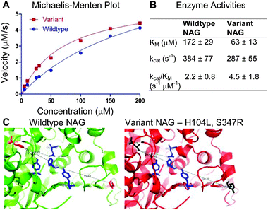 (A) Kinetic activities of the control and the variant NAG enzymes (H104L, S347R) were plotted on a Michaelis–Menten plot (averaged from triplicates). (B) KM and kcat values of the NAG wildtype and variant were calculated by non-linear regression, least squares fitting, ±95% confidence intervals. (C) The wildtype NAG enzyme is shown on the left. The variant NAG enzyme (with protein ribbon in red) has mutated amino acids H104L, S347R in black. The active site residues are shown in blue. Figures are adapted from PDB entry 2IXA13 and rendered in Pymol.