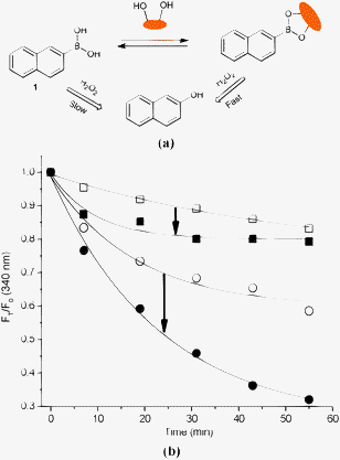 (a) Proposed strategy of probe 1 and 1-d-fructose complex for sensing of H2O2; (b) time curve of fluorescence intensity changes with probe 1 (10 μM) and d-fructose (100 mM) in aqueous H2O2 (0.10 mM) at different pH values. (Empty square – 1 and solid square – 1-d-fructose in pH 7.20; empty circle – 1 and solid circle – 1-d-fructose in pH 9.70.) The mixture was incubated in pH 7.20 PBS buffer and pH 9.70 Na2CO3/NaHCO3 buffer at 25 °C, respectively. Fluorescence intensities at 340 nm were measured with excitation at 290 nm.