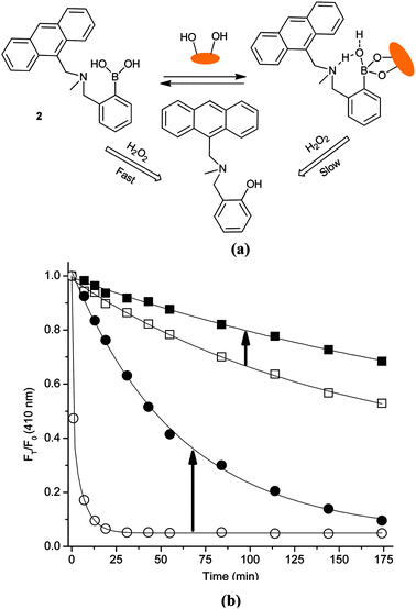 (a) Proposed strategy of probe 2 and 2-d-fructose complex for sensing of H2O2; (b) time curve of fluorescence intensity changes with probe 2 (10 μM) and d-fructose (100 mM) in aqueous H2O2 (0.05 mM for the first three samples and 0.02 mM for last sample). (Solid square – 2-d-fructose and empty square – 2 in pH 7.20; solid circle – 2-d-fructose and empty circle – 2 in pH 9.70.) The mixture was incubated in pH 7.20 PBS buffer and pH 9.70 Na2CO3/NaHCO3 buffer at 25 °C. Fluorescence intensities at 410 nm were measured with excitation at 370 nm.
