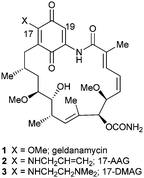 The Hsp90 inhibitors geldanamycin 1, its aminoquinone analogues 17-allylamino-17-demethoxygeldanamycin (17-AAG) 2, 17-N,N-dimethylethylenediamino-17-demethoxygeldanamycin (17-DMAG) 3.