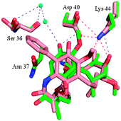 X-ray structure of 19-phenyl geldanamycin 5 bound in the ATP site of yeast Hsp90.11 Geldanamycin 1 (green) and 19-phenyl geldanamycin 5 (salmon) with Hsp90 (green and salmon residues, respectively). See PDB codes 1A4H (geldanamycin 1) and 4ASF (19-phenyl geldanamycin 5).