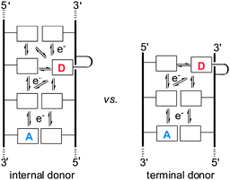 Freedom of charge migration may influence the efficiency of its transport from a donor (D) to an acceptor (A) in DNA.