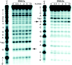 Phosphoimagery of 20% denaturing polyacrylamide gels showing strand scission of DNA1a and DNA2b after UV irradiation (λ > 335 nm) and piperidine treatment. Arrows indicate the scission sites caused by electron trapping by the BrdU residue.