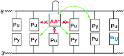 Photoexcited 1-aminoanthracene (AA*) conjugates are capable of injecting electrons to pyrimidines (Py) but not purines (Pu).
