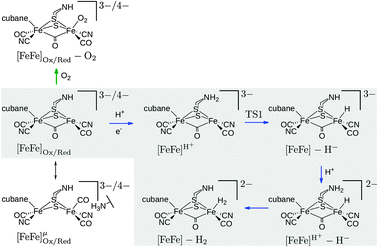 Investigated intermediates and reactions. The reactions in the grey box correspond to reaction steps of the catalytic cycle (blue arrows). O2 addition is indicated by a green arrow. The oxidized state corresponds to the formal oxidation state Fep(ii)Fed(i), the reduced state to Fep(i)Fed(i). The oxidized species are doublets (S = 1/2), all other species are singlets (S = 0). Note that the Lewis structures shown do not represent the full QM model (cf.Fig. 1). The charge given is the charge of the full QM model.