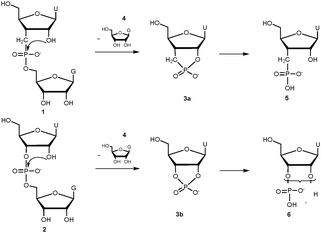 Pathways for the cleavage of UCH2pG and UpG dinucleotides with RNase A or base (monitoring is only for the first step since the ratio of dinucleotide to the sum of all products was evaluated).