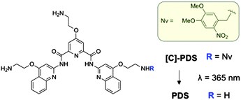 Structure of [C]-PDS and PDS. The structure of the photolabile protecting (caging) group nitroveratryl (Nv) is highlighted in the yellow box.