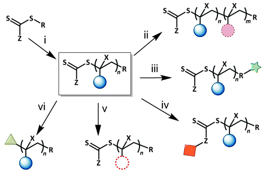 (i) RAFT polymerization of a vinyl-bearing monomer; (ii) chain-extension of the first block; (iii) modification of the R-group; (iv) modification of the Z-group; (v) modification of the polymer chain; (vi) modification of the thiocarbonylthio group. X represents H or Me, n and m represent the number of monomer repeat units of the first and second block respectively.