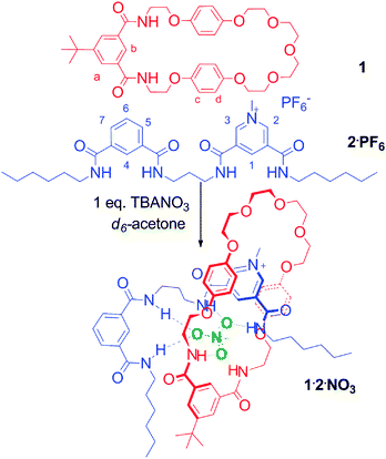 Assembly of nitrate templated pseudorotaxane 1·2·NO3.
