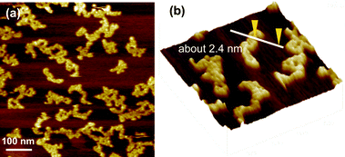 AFM image of the C60–PVP (1 : 200) polymer on mica substrate.