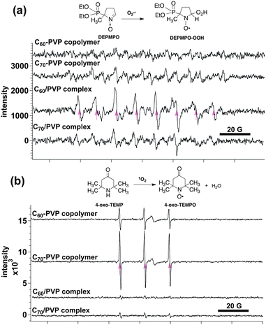 ROS generation of C60– and C70–PVP copolymers under visible light irradiation and in the aqueous solution. (a) O2˙− generation trapped with DEPMPO (200 W photoreflector lamp, 3 min, in the presence of NADH as an electron donor). (b) 1O2 generation trapped with 4-oxo-TEMP (200 W photoreflector lamp, 5 min). Arrows correspond to the signals of the adducts of ROS and spin-trapping agents. C60– and C70–PVP complexes were used in the control experiment.
