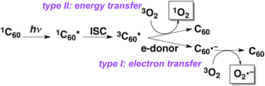 Types I and II pathways of ROS generation from photoexcited C60.