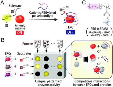 Components and possible mechanism of the EPC sensor array. (A) Decrease in activity of anionic enzyme by EPC formation with a cationic PEGylated polyelectrolyte. (B) Generation of enzyme activity patterns through differential competitive interactions between EPCs and proteins. (C) Molecular structure of PEG-b-PAMA.