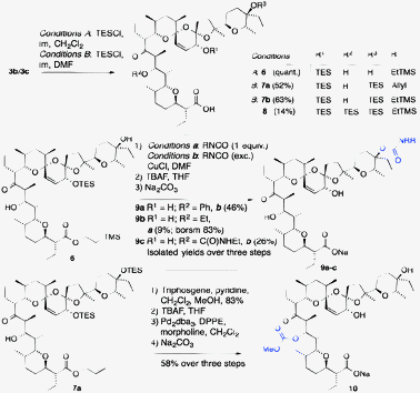 Acylation of the C9 and C28 hydroxyls.