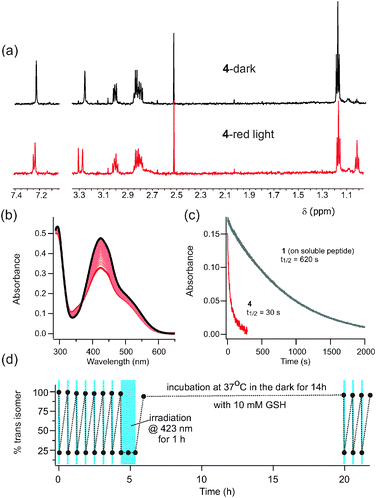 (a) NMR spectra of 4 in D2O after dark adaptation and after exposure to red light (635 nm). (b) UV-Vis spectrum of 4 after dark adaptation (black line) and after irradiation with red light (thick red line). Intermediate scans show thermal relaxation back to the dark state (τ½ = 25 min at 20 °C). (c) Time course for trans to cis isomerization under red light is ∼20 fold faster for 4 than for 1. (1 is attached to FK-11 polyG14 to enhance its water solubility.) (d) Absorbance measured at points indicated over multiple rounds of switching using blue light (423 nm, indicated with blue boxes) with intervening periods of dark adaptation. There is no evidence of photobleaching or reduction by 10 mM reduced glutathione.