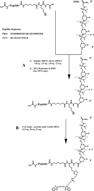 Activation of the C-terminal carboxyl group of TET1 and Pip6a peptides using HBTU–HOAt and coupling to the 3′-secondary amine of the PMO (A.1). A spacer (aminohexanoic acid) was inserted between the alkyne residue and the peptide sequence. In the case of TET1, the ivDde protecting group of lysine was removed by addition of 20% hydrazine to the reaction mixture (A.2). The labelling was carried out by clicking the Cy5-azide (1.5 eq.) to the alkyne side-chain using Cu(i) (21 eq.) mediated click chemistry in the presence of sodium ascorbate (20 eq.) (B).