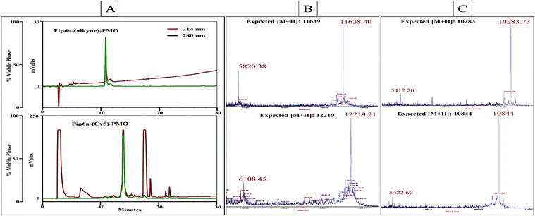 RP-HPLC chromatogram of Pip6a–PMO bearing an alkyne moiety (A top trace) which has been labelled with Cy5-azide using copper(i) mediated click chemistry (A bottom trace). The gradient used was 10–90% buffer B (acetonitrile–water containing 0.1% trifluoroacetic acid (9 : 1)) over 30 min at a flow rate of 1.5 ml min−1. MALDI-TOF mass spectroscopy profile of unlabelled and Cy5-labelled Pip6a–PMO (B) and TET1-PMO (C).